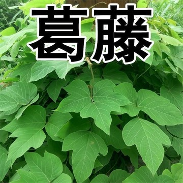 現貨 葛根種子 無渣粉葛根種子 高產野生甜葛粉葛藤護坡草種中藥材種子食用&綠化 百花銀背藤邊坡綠化多年生藤本植物