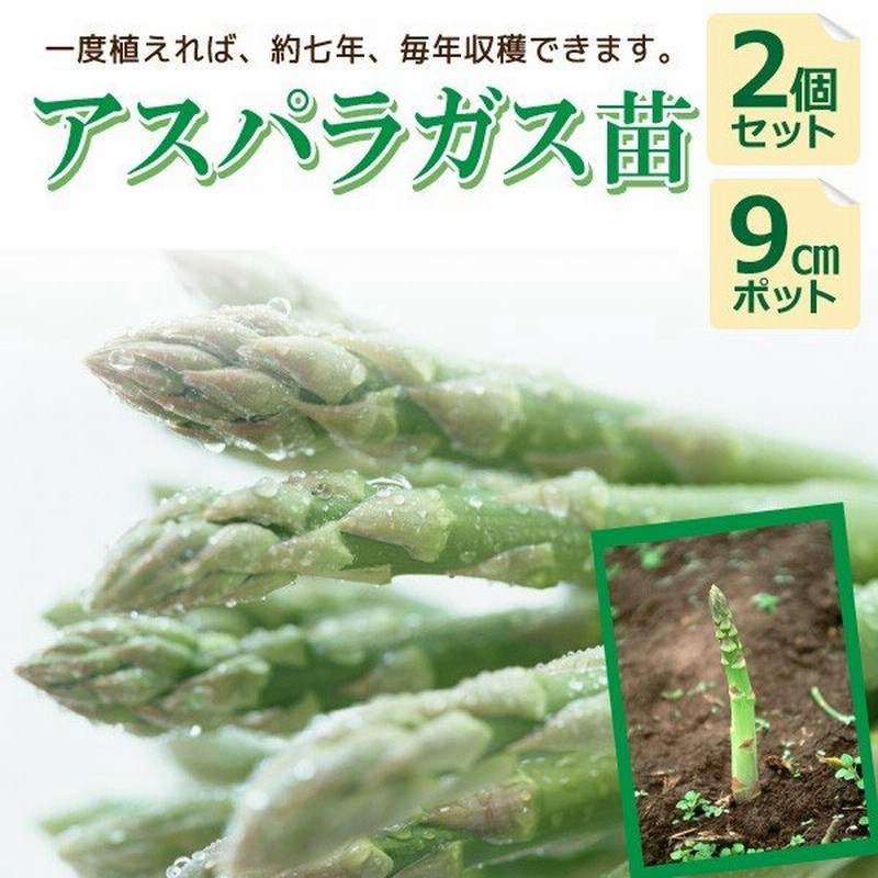 99 Off アスパラガス苗 緑アスパラガス 野菜苗 9cmポット 3個セット 送料無料 Sarozambia Com