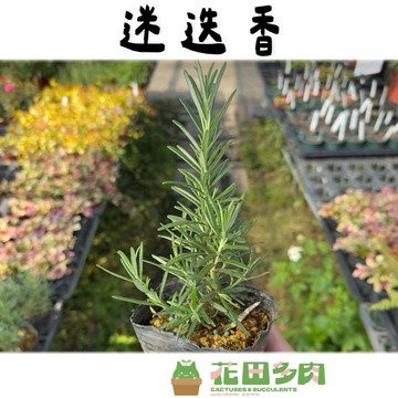 《花田多肉》🌵【迷迭香】 3吋盆 戶外植物/香草植物/香料/觀葉植物