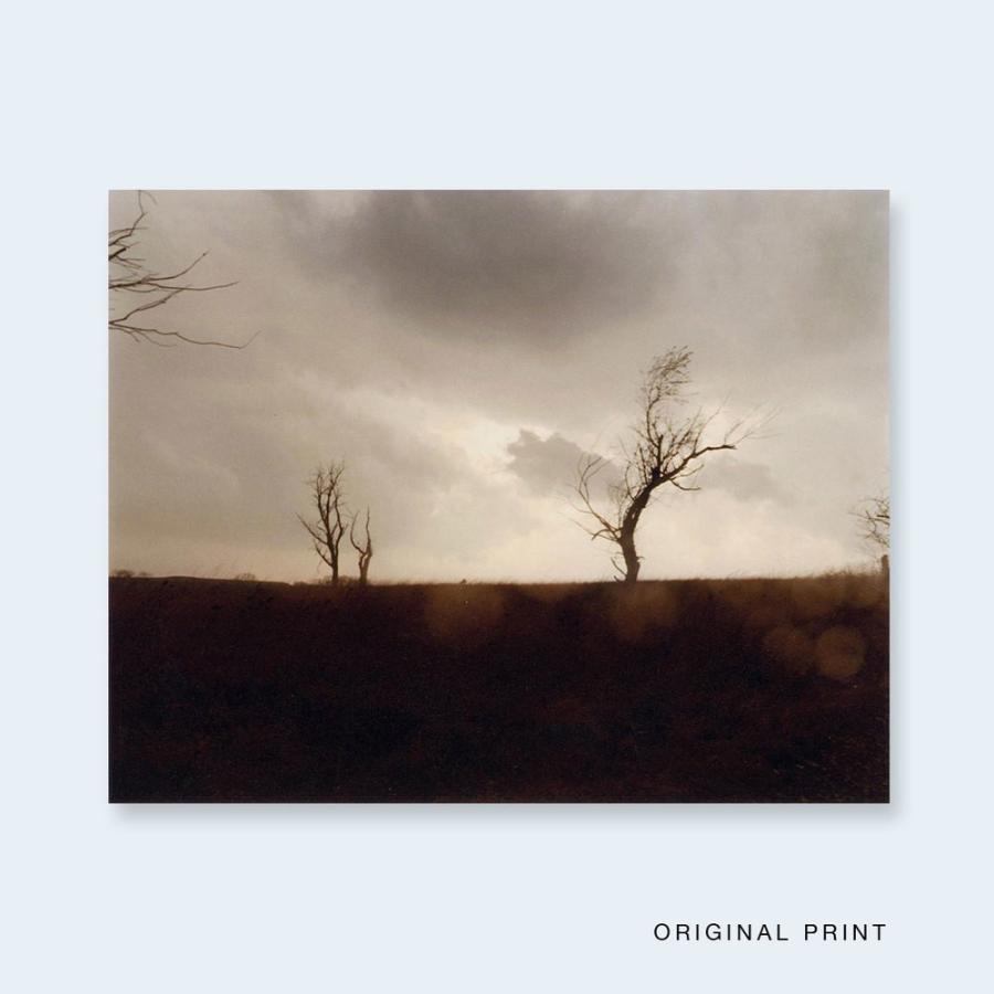 TODD HIDO One Picture Book #59: Cracked Trees 