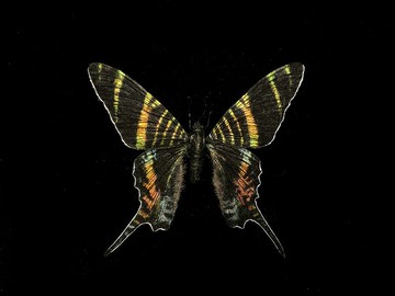 斯氏燕蛾 – 已滅絕燕蛾_超擬真仿真模型 | 仿真標本 | 蝴蝶標本