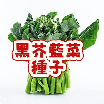 黑芥蘭菜種子 台灣種 四季可種 耐熱耐寒 小葉芥藍籽 快發芽 家庭盆栽 陽台菜園 有機蔬菜 自種食用 葉用蔬菜 種植容易