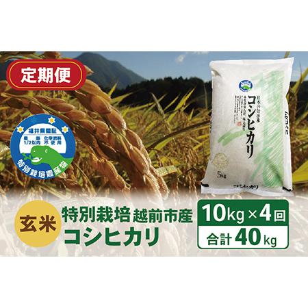 ふるさと納税 〈先行予約〉（令和5年度新米 玄米）特別栽培 越前市産コシヒカリ  10kg×4回 福井県越前市