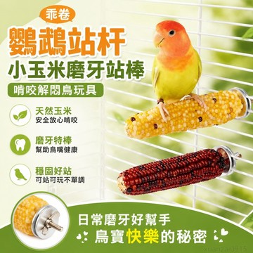 乖卷鸚鵡站桿小玉米磨牙站棒虎皮牡丹玄鳳啃咬解悶鳥玩具鳥籠用品 玩具 鸚鵡玩具 鸚鵡鳥籠 toy 鸚鵡站棍 虎皮鸚鵡玩具