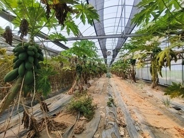 台南將軍近苓子寮-有水電｜ 簡易鐵皮農舍農地｜台南市將軍區苓子寮段一小段