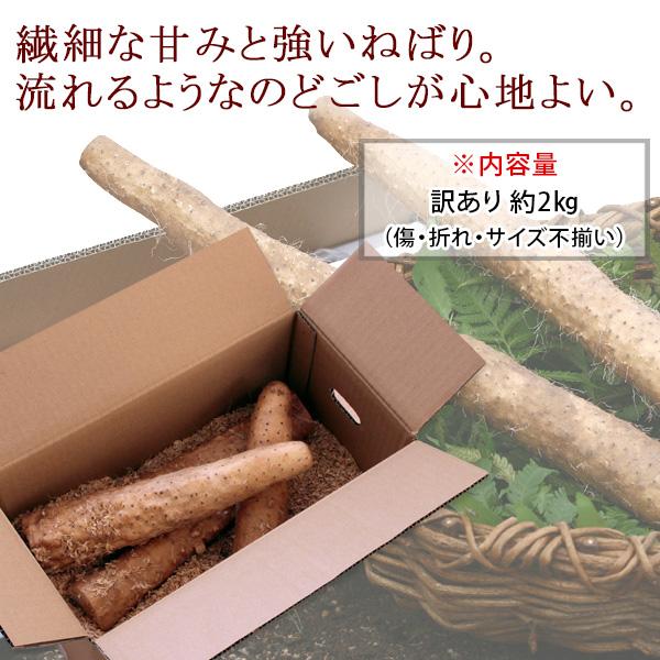 鳥取県北栄町特産 砂丘長いもの「ねばりっこ」約2kg 訳あり（ご自宅用） 送料無料（北海道・沖縄を除く）