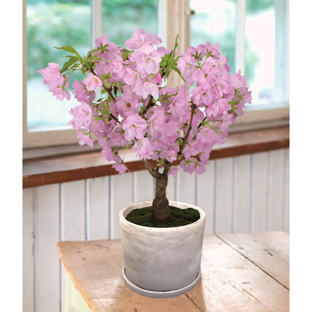 桜盆栽 旭山 通販 Lineポイント最大2 0 Get Lineショッピング