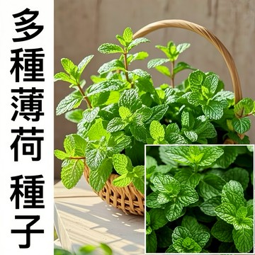 現貨新手易種【薄荷種子】（1500粒）多種功能 食用薄荷 可趕蚊 (種子) 檸檬香蜂草薄荷 (種子) 貓薄荷 食用薄荷