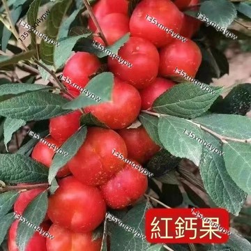 現貨 鈣果種子（50粒）四季高產 耐熱耐寒 庭院陽臺盆栽 果樹苗 自花授粉 高鈣高營養 新鮮採收 四季可種 居家綠化種子