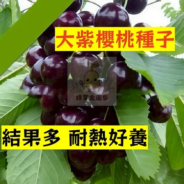 🍒櫻桃種子稀有品種YT-10(大紫櫻桃種籽） 成活率高甜脆多汁 生長勢快 車厘子種子易種植 高產地栽盆栽水果種子