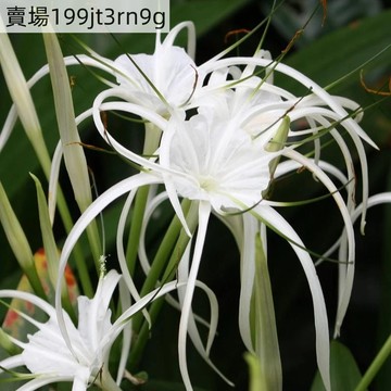 現貨🌼水鬼蕉種子（100粒）🌼蜘蛛百合 海水仙種子清甜幽香 淨化生態環境 懶人花卉種植 四季易種植Seed 盆栽庭院露台