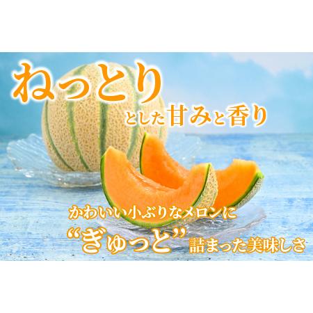 ふるさと納税 マルセイユメロン 2玉 約2.4kg（約1.2kg以上×2玉）大人気の赤肉品種！高級メロンの味わい ／ 果物 フルーツ ギ.. 福井県あわら市