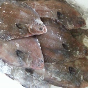 北海道 噴火湾鮮魚 ナメタカレイ 3kg（約10-15枚入） 送料無料 ※沖縄は送料別途加算 なめたカレイ なめたかれい