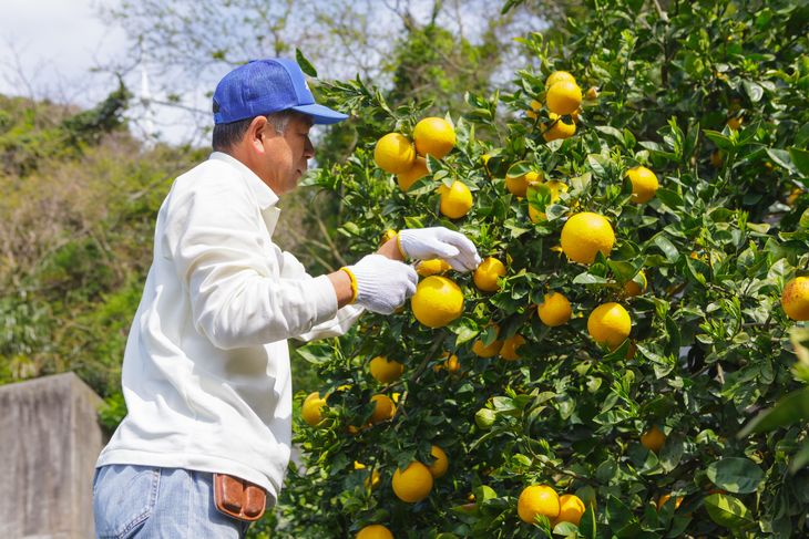 愛媛県産 はるみ 贈答用 4.5kg みかん 柑橘 ギフト ※2024年1月中旬～2月上旬頃に順次発送予定