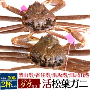 松葉ガニ 約500g 2杯 活 カニ ブランドタグ付き 松葉ガニ 産地直送 活蟹 丸ごと ズワイガニ 殻付き 活けカニ 活けガニ カニ鍋 お刺身OK