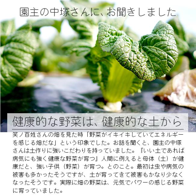 無農薬 野菜セット 農家直送 6〜8品目 安心安全 有機野菜詰め合わせ 大阪 西日本 産地直送 笑ノ百姓 笑の百姓