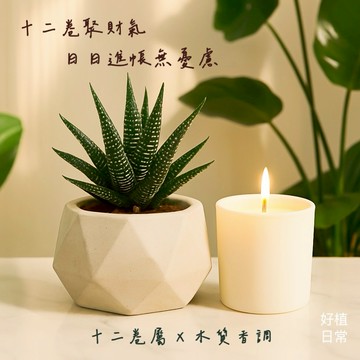 【好植日常】｜好植日常｜送禮綠植香氛兩件組｜多肉十二卷屬- 化煞防小人．靜守氣場的小綠星