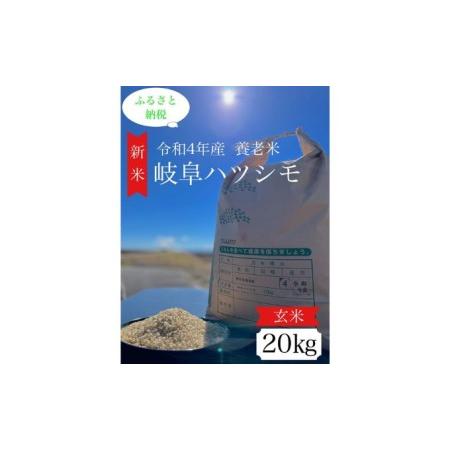 ふるさと納税 令和4年産岐阜ハツシモ　20kg 玄米 岐阜県養老町