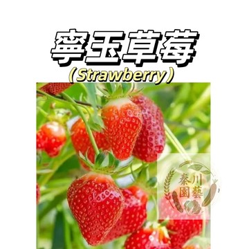 台灣現貨（寧玉草莓種子CM-11）微甜品種紅草莓中果型草莓香味濃郁~ 好養抗病高產 四季播種盆栽草莓種子 水果種子