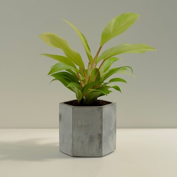 黃金蔓綠絨│泥作系列│福所栽