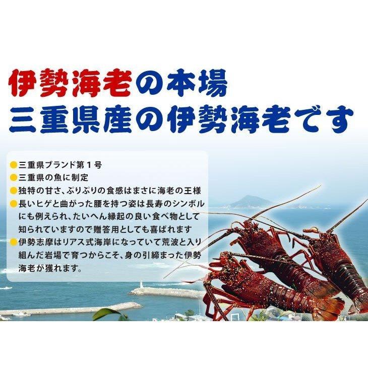 活伊勢海老　活きたまま発送します　特大サイズ　1尾　600〜700ｇ　　[活伊勢海老]　送料無料