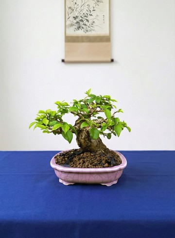 小品盆栽 九重葛