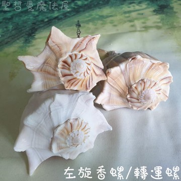 左旋香螺/轉運螺 (轉運/供佛/水元素/療癒/法器)