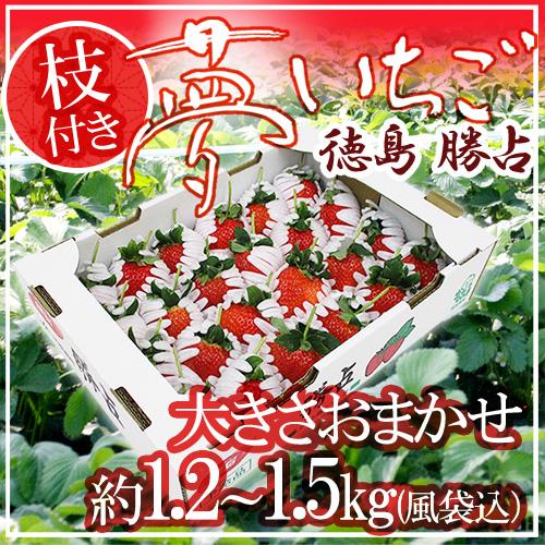 徳島県勝占産 ”枝付き夢いちご” 約1.2〜1.5kg（風袋込） 大きさおまかせ 送料無料