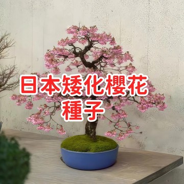 🥬🥑現貨速寄【日本矮化櫻花種子】八重櫻 盆景用 櫻花種子 日本來源 四季可種 花苗 庭院陽台 盆栽 植物 花籽 居家綠化