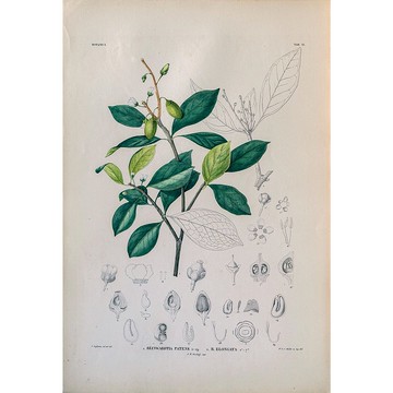 石海椒屬 Reinwardtia Patens - 植物圖鑑-版畫