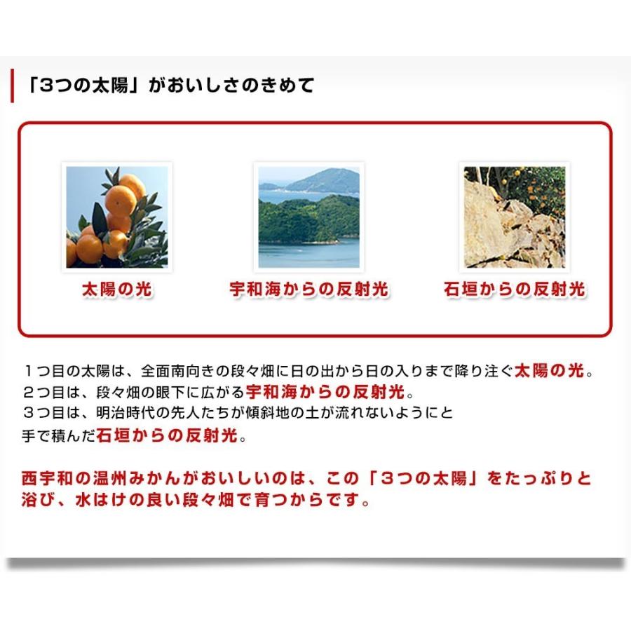 愛媛県より産地直送 JAにしうわ みなの共選 西宇和みかん 和 (なごみ) 2LからMサイズ 5キロ(30玉から60玉前後) 送料無料 蜜柑 ミカン