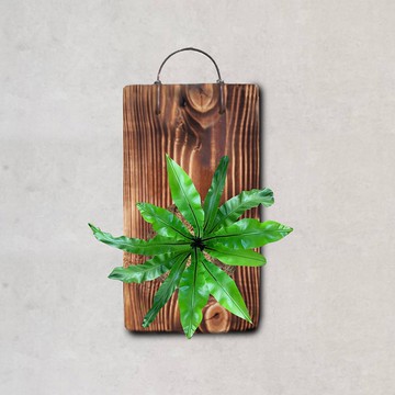 植栽 室內盆栽 植物 山蘇 上板