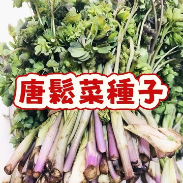 🌱【臺灣精選】唐鬆菜種子｜超高發芽率保證｜家庭菜園首選｜新鮮健康蔬菜從零開始｜輕鬆體驗種植樂趣｜限時優惠中！