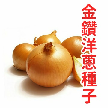 金鑽洋蔥種子 台灣黃皮品種 高甜度生菜沙拉適用 當季新鮮採收 家庭菜園陽台盆栽 耐儲存蔬菜 自種食材推薦