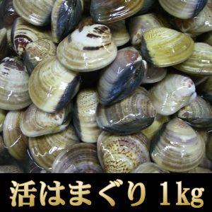 ＜活きはまぐり1kg＞お吸い物、酒蒸し、天ぷらに！