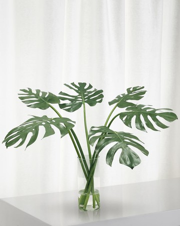 Monstera in Cylinder Vase
