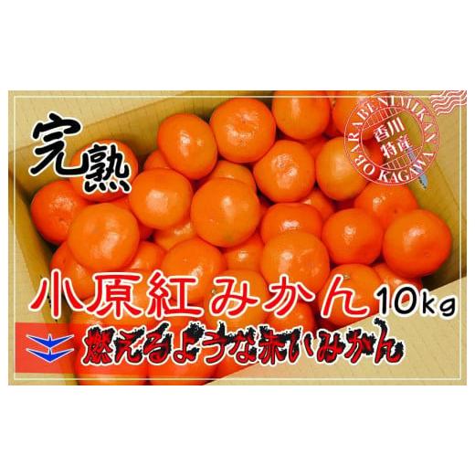 ふるさと納税 香川県 坂出市 小原紅早生みかん 香川県産 約10kg S 〜 Lサイズ ｜ みかん