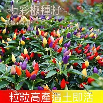 台灣現貨 七彩椒種子（100粒）四季蔬菜種子 超低價辣椒種子 菜椒 七彩甜椒朝天椒/五彩椒室外栽種蔬果種子 高產種子