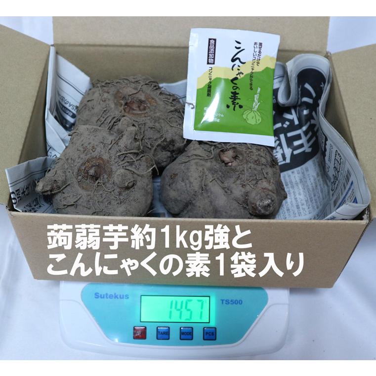 こんにゃく芋 茨城県産土つき 約1kg強(青果) こんにゃくの素1袋(25g)セット