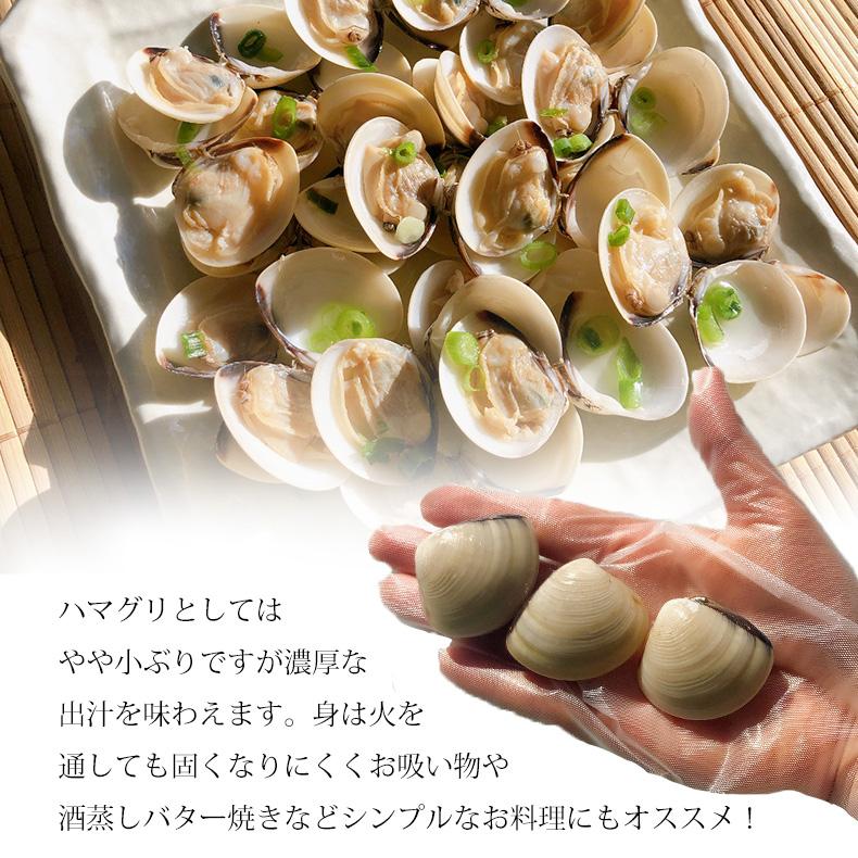 はまぐり 殻付きハマグリ 500g 砂抜き済ですぐ料理に使える！ 殻付はまぐり ミスハマグリ