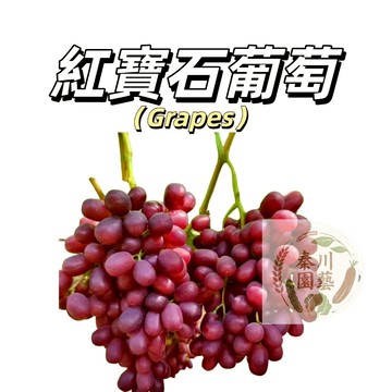嘉義現貨（美國圓葉葡萄種子/紅寶石葡萄）伊森格威爾正品陽台花園庭院多年生爬藤葡萄水果種子