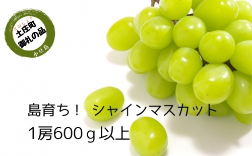 島育ち！ハウスシャインマスカット　1房化粧箱入り 600g以上