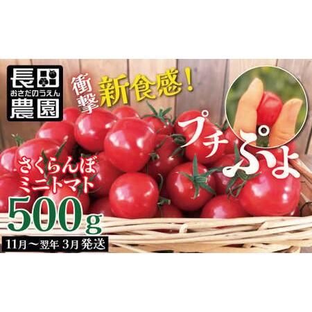 ふるさと納税 衝撃の一粒!!奇跡のさくらんぼミニトマト(プチぷよ) 500g H004-119 愛知県碧南市