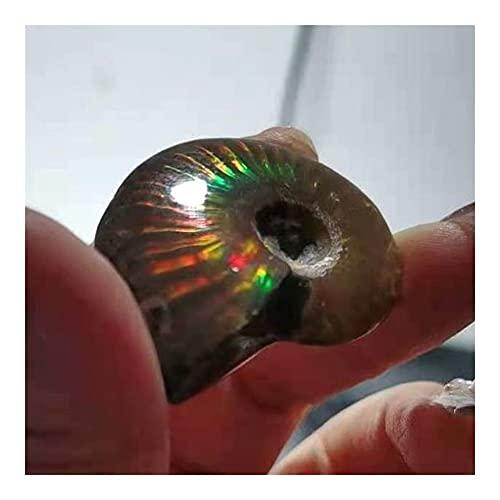 douzu Healing Crystal Madagascar Natural Iridescent Ammonite Ammolite Facet Specimen Mineral Stone Conch Paleontological Snail Fossil Collectible