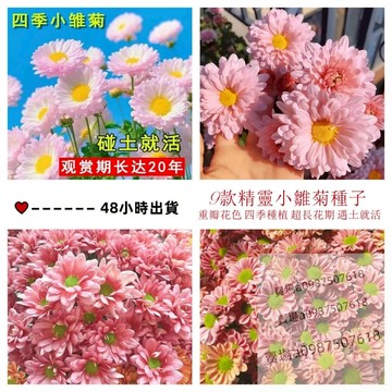 現貨 新款精靈小雛菊種子（100粒）四季種植菊花種子洋甘菊種子 植物盆栽 不斷開花 發芽率高達90% 室內庭院 易養活耐