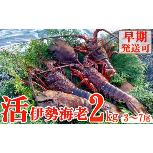 ふるさと納税 高知県 室戸市 活伊勢海老２ｋｇ