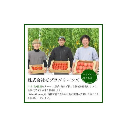 ふるさと納税 兵庫県 加古川市 たまとま＋カラーミニトマト(約4kg)《 野菜 トマト ミニトマト カラートマト 期間限定 送料無料 おすすめ 美味しい セッ…