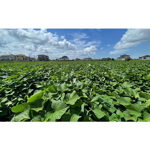 ふるさと納税 茨城県 阿見町 66-06 さつまいも 約10kg S〜Lサイズ混合1箱 生芋 紅はるか