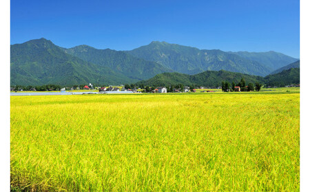 令和5年産 湯沢産コシヒカリ＜精米＞（白米）5kg 精米したてのお米をお届け