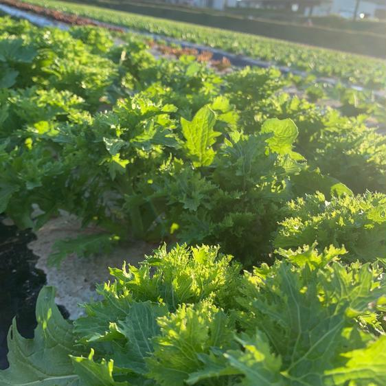 野菜 セット・詰め合わせ 淡路島からの野菜6種大容量お任せセット 産地直送